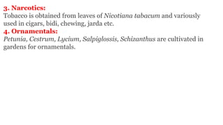 3. Narcotics:
Tobacco is obtained from leaves of Nicotiana tabacum and variously
used in cigars, bidi, chewing, jarda etc.
4. Ornamentals:
Petunia, Cestrum, Lycium, Salpiglossis, Schizanthus are cultivated in
gardens for ornamentals.
 