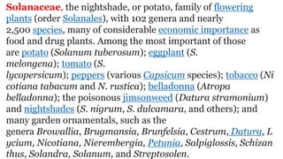 Solanaceae, the nightshade, or potato, family of flowering
plants (order Solanales), with 102 genera and nearly
2,500 species, many of considerable economic importance as
food and drug plants. Among the most important of those
are potato (Solanum tuberosum); eggplant (S.
melongena); tomato (S.
lycopersicum); peppers (various Capsicum species); tobacco (Ni
cotiana tabacum and N. rustica); belladonna (Atropa
belladonna); the poisonous jimsonweed (Datura stramonium)
and nightshades (S. nigrum, S. dulcamara, and others); and
many garden ornamentals, such as the
genera Browallia, Brugmansia, Brunfelsia, Cestrum, Datura, L
ycium, Nicotiana, Nierembergia, Petunia, Salpiglossis, Schizan
thus, Solandra, Solanum, and Streptosolen.
 