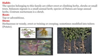Habit:
The species belonging to this family are either erect or climbing herbs, shrubs or small
trees. Solanum nigrum is a small annual herb; species of Datura are large annual
herbs. Cestrum nocturnum is a shrub.
Root:
Tap or adventitious.
Stem:
Herbaceous or woody, erect or twining or creeping; sometimes modified into tubers
(Potato).
 