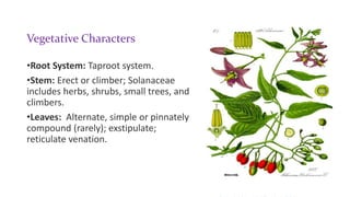 Vegetative Characters
•Root System: Taproot system.
•Stem: Erect or climber; Solanaceae
includes herbs, shrubs, small trees, and
climbers.
•Leaves: Alternate, simple or pinnately
compound (rarely); exstipulate;
reticulate venation.
 