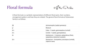 Floral formula
⊕ Actinomorphic (radial symmetry)
⚥ Bisexual
K(5) Calyx – 5 sepals, gamosepalous (united)
C(5) Corolla – 5 petals, gamopetalous
A5 Androecium – 5 stamens, polyandrous (free),
epipetalous (attached to petals)
G(2) Gynoecium – bicarpellary, syncarpous (united),
superior ovary
A floral formula is a symbolic representation of different floral parts, their numbers,
arrangement pattern and how they are related. The general floral formula of Solanaceae
family is as follows:
 