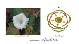 Flower of Datura metel Floral diagram
Floral formula -
 