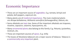 Economic Importance
• These are an important source of vegetables. E.g. tomato, brinjal and
potato, bell peppers, capsicum etc.
• Many plants are of medicinal importance. The main medicinal plants
are Atropa belladonna, Withania somnifera (Ashwagandha), Datura, etc.
• Some alkaloids are toxic too. Some of the important alkaloids are tropanes,
nicotine, capsaicin, solanine, hyoscyamine, etc.
• Many ornamental plants also belong to this family. E.g. Petunia, Lycianthes,
Cestrum, etc.
• These are important sources of spices. E.g. chilly
• The leaves of Nicotiana tabacum are a major source of tobacco. Tobacco is
a commercially very important plant.
 
