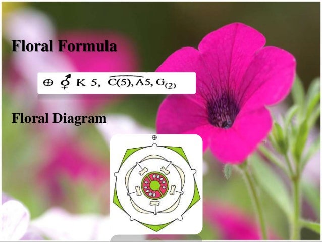 Diagram Of Datura Flower Image collections - How To Guide 