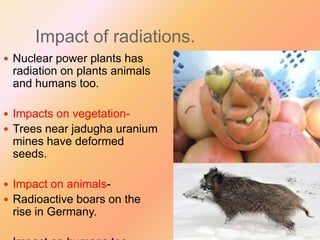 Impact of radiations.
 Nuclear power plants has

radiation on plants animals
and humans too.
 Impacts on vegetation Trees near jadugha uranium

mines have deformed
seeds.
 Impact on animals Radioactive boars on the

rise in Germany.

 