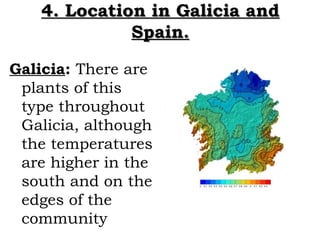 4. Location in Galicia and
             Spain.

Galicia: There are
 plants of this
 type throughout
 Galicia, although
 th...