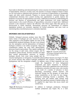 124
Figure 37 Anaerobic phototrophs
also produce hydrogen and are very
active nitrogen fixers.
Acetyl-
Dimethylamine
Mphen
CO2
Formyl-methanofuran
Formyl-H4MPT
Methyl-S-CoM
CH4
Ech hydrogenase
HS-CoB
Heterodisulfide
reductase
HS-CoB
+
HS-CoM
Fdred
H2
F420-non-reducing
hydrogenase
H2
2 H+
H+
Acetate
phosphate
Acetyl-
CoA
H2
Methanogenesis
Methanol
Trimethylamine
Monomethylamine
Mphen
Na+
CoM-S-S-CoB
Methenyl-H4MPT
Methylene-H4MPT
Methyl-H4MPT
F420H2
F420H2
F420H2 F420H2
H+
F420H2
dehydrogenase
Figure 38 Mechanism of methanogenesis
as currently formulated
been made in identifying and characterizing the various enzymes involved in microbial digestion
of lignocellulose. However, in many cases, the enzymes or enzyme complexes found in nature
are not well-suited to industrial-scale processes for conversion of lignocellulose to fermentable
sugars and other useful chemicals. Progress in enzyme chemistry, structural biology, and
computational chemistry have created exciting new opportunities to greatly improve the
properties of enzymes for lignocellulose conversion. Additional investments in understanding the
structure and function of polysaccharide and lignin hydrolyases will create significant
improvements in the overall efficiency of lignocellulose conversion to liquid fuels. Additional
research is also required to improve the efficiency with which sugars other than glucose are
bioconverted to useful chemicals. Downstream processes for fermentation of cellulose
degradation products are extremely important for biofuel production, and more work on
maximizing these microbial processes is extremely important.
MICROBES AND SOLAR BIOFUELS
Globally, biological processes produce more than 250
metric tonnes of hydrogen per year. However, because
other organisms in the biosphere rapidly use most of the
metabolically produced hydrogen, this gas is not released
into the atmosphere and the phenomenon of biological
hydrogen evolution is not widely recognized. Algae and
cyanobacteria employ the same basic photosynthetic
processes found in green plants. They capture sunlight and
use the energy to split water, release oxygen, and fix
atmospheric carbon dioxide. All these microbes can adapt
their normal photosynthetic processes to produce
hydrogen directly from water using sunlight and the
enzymes hydrogenase or nitrogenase. In anaerobic photosynthetic bacteria (see Figure 37), there
are several enzymes that catalyze hydrogen metabolism and evolution, including reversible
hydrogenases and the nitrogenase complex. In addition, some of these organisms can even
couple the degradation of toxic halogenated
compounds and lignin monomers to hydrogen
production. While these capabilities have been known
as laboratory curiosities for many years, only recently
as the result of a number of advances in basic
physiology, enzymology, protein structure, and
molecular biology has the prospect of using these
unique metabolisms as the basis for new energy-
production technology become a possibility. The
emerging tools and modern plant biology hold
promise that significant amounts of global energy will
be supplied by algal farms that access desert and
coastal areas.
In addition to hydrogen production, biological
methane production (see Figure 38), is a well-
 