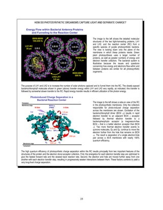 38
HOW DO PHOTOSYNTHETIC ORGANISMS CAPTURE LIGHT AND SEPARATE CHARGE?
B800-B850
1.2 ps
B800-B800
500 fs
LH2-LH1
3-5 ps
LH1-RC
35 ps
B850-B850
100-200 fs
Energy Flow within Bacterial Antenna Proteins
and Funneling to the Reaction Center
B800-B850
1.2 ps
B800-B800
500 fs
LH2-LH1
3-5 ps
LH1-RC
35 ps
B850-B850
100-200 fs
Energy Flow within Bacterial Antenna Proteins
and Funneling to the Reaction Center
The image to the left shows the detailed molecular
structures of the two light-harvesting proteins, LH1
and LH2, and the reaction center (RC) from a
specific species of purple photosynthetic bacteria.
The view is looking down onto the plane of the
membrane in which these proteins reside. Green
plant photosynthesis uses a larger number of
proteins, as well as greater numbers of energy and
electron transfer cofactors. The bacterial system is
illustrative because the issues and questions
concerning how energy and electrons flow within and
between proteins are similar for all photosynthetic
organisms.
The purpose of LH1 and LH2 is to increase the number of solar photons captured and to funnel them into the RC. The closely spaced
bacteriochlorophyll molecules shown in green (above) transfer energy within LH1 and LH2 very rapidly, as indicated; this transfer is
followed by somewhat slower transfer to the RC. Rapid energy transfer results in efficient utilization of the photon energy.
3.5 ps
0.9 ps
+.
-. 200 ps
BChl a2
(P865)
Car
BChl a
BPh a
QA
QB
BChl a
BPh a
A Side
B Side
200 μs
3.5 ps
3.5 ps
0.9 ps
0.9 ps
+.
-. 200 ps
+.
-. 200 ps
-. 200 ps
BChl a2
(P865)
Car
BChl a
BPh a
QA
QB
BChl a
BPh a
A Side
B Side
200 μs
Photoinduced Charge Separation in a
Bacterial Reaction Center
Membrane edge
Membrane edge
Periplasm
Cytoplasm
The image to the left shows a side-on view of the RC
in the photosynthetic membrane. Only the cofactors
responsible for photo-induced charge separation
across the membrane are shown. Excitation of the
bacteriochlorophyll dimer (BChl a2) results in rapid
electron transfer to an adjacent BChl a acceptor
followed by thermal electron transfer to a
bacteriopheophytin acceptor (a magnesium-free
BChl a that is a better electron acceptor than BChl
a). Two more thermal electron transfer events to
quinone molecules, QA and QB, continue to move the
electron further from the hole that remains on BChl
a2. The result is separation of a single electron-hole
pair across a 40-Å membrane with nearly 100%
quantum efficiency.
The high quantum efficiency of photosynthetic charge separation within the RC results principally from two important features of the
structures of the protein and the electron donor-acceptor cofactors. First, the energetics for each electron transfer step are optimized to
give the fastest forward rate and the slowest back reaction rate. Second, the electron and hole are moved further away from one
another with each electron transfer step, resulting in progressively weaker interactions between them. These factors combine to yield a
very long-lived charge separation.
 