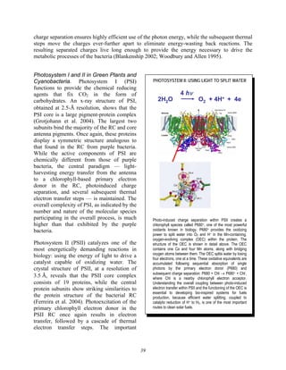 39
charge separation ensures highly efficient use of the photon energy, while the subsequent thermal
steps move the charges ever-further apart to eliminate energy-wasting back reactions. The
resulting separated charges live long enough to provide the energy necessary to drive the
metabolic processes of the bacteria (Blankenship 2002; Woodbury and Allen 1995).
Photosystem I and II in Green Plants and
Cyanobacteria. Photosystem I (PSI)
functions to provide the chemical reducing
agents that fix CO2 in the form of
carbohydrates. An x-ray structure of PSI,
obtained at 2.5-Å resolution, shows that the
PSI core is a large pigment-protein complex
(Grotjohann et al. 2004). The largest two
subunits bind the majority of the RC and core
antenna pigments. Once again, these proteins
display a symmetric structure analogous to
that found in the RC from purple bacteria.
While the active components of PSI are
chemically different from those of purple
bacteria, the central paradigm — light-
harvesting energy transfer from the antenna
to a chlorophyll-based primary electron
donor in the RC, photoinduced charge
separation, and several subsequent thermal
electron transfer steps — is maintained. The
overall complexity of PSI, as indicated by the
number and nature of the molecular species
participating in the overall process, is much
higher than that exhibited by the purple
bacteria.
Photosystem II (PSII) catalyzes one of the
most energetically demanding reactions in
biology: using the energy of light to drive a
catalyst capable of oxidizing water. The
crystal structure of PSII, at a resolution of
3.5 Å, reveals that the PSII core complex
consists of 19 proteins, while the central
protein subunits show striking similarities to
the protein structure of the bacterial RC
(Ferreira et al. 2004). Photoexcitation of the
primary chlorophyll electron donor in the
PSII RC once again results in electron
transfer, followed by a cascade of thermal
electron transfer steps. The important
PHOTOSYSTEM II: USING LIGHT TO SPLIT WATER
2H2O O2 + 4H+ + 4e
4 hν
2H2O O2 + 4H+ + 4e
4 hν
2H2O O2 + 4H+ + 4e
4 hν
Photo-induced charge separation within PSII creates a
chlorophyll species called P680+, one of the most powerful
oxidants known in biology. P680+ provides the oxidizing
power to split water into O2 and H+ in the Mn-containing,
oxygen-evolving complex (OEC) within the protein. The
structure of the OEC is shown in detail above. The OEC
contains one Ca and four Mn atoms, along with bridging
oxygen atoms between them. The OEC splits water by losing
four electrons, one at a time. These oxidative equivalents are
accumulated following sequential absorption of single
photons by the primary electron donor (P680) and
subsequent charge separation: P680 + Chl → P680+ + Chl-,
where Chl is a nearby chlorophyll electron acceptor.
Understanding the overall coupling between photo-induced
electron transfer within PSII and the functioning of the OEC is
essential to developing bio-inspired systems for fuels
production, because efficient water splitting, coupled to
catalytic reduction of H+ to H2, is one of the most important
routes to clean solar fuels.
 