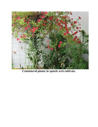 Containerul plante în spatele seră cultivate.
 