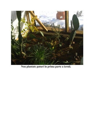 Nou plantate paturi în prima parte a iernii.
 