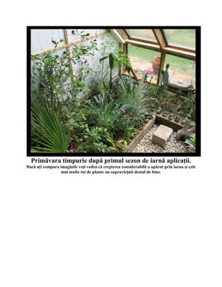 Primăvara timpurie după primul sezon de iarnă aplicaţii.
Dacă aţi compara imaginile veţi vedea că creșterea considerabilă a apărut prin iarna şi cele
                 mai multe tot de plante au supraviețuit destul de bine.
 