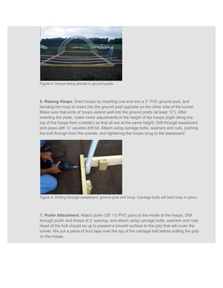 Figure 4. Hoops being placed in ground posts.



6. Raising Hoops. Erect hoops by inserting one end into a 2” PVC ground post, and
bending the hoop to insert into the ground post opposite on the other side of the tunnel.
Make sure that ends of hoops extend well into the ground posts (at least 12”). After
inserting the posts, make minor adjustments in the height of the hoops (sight along the
top of the hoops from a ladder) so that all are at the same height. Drill through baseboard
and pipes with ¼” wooden drill bit. Attach using carriage bolts, washers and nuts, pushing
the bolt through from the outside, and tightening the hoops snug to the baseboard




Figure 5. Drilling through baseboard, ground post and hoop. Carriage bolts will hold hoop in place.



7. Purlin Attachment. Attach purlin (30' 1½ PVC pipe) to the inside of the hoops. Drill
through purlin and hoops at 3’ spacing, and attach using carriage bolts, washers and nuts.
Head of the bolt should be up to present a smooth surface to the poly that will cover the
tunnel. We put a piece of duct tape over the top of the carriage bolt before putting the poly
on the hoops.
 