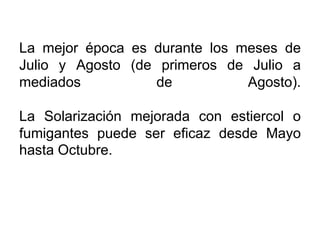 La mejor época es durante los meses de Julio y Agosto (de primeros de Julio a mediados de Agosto). La Solarización mejorada con estiercol o fumigantes puede ser eficaz desde Mayo hasta Octubre.
