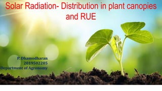 Solar Radiation- Distribution in plant canopies
and RUE
P. Dhamodharan
2019502205
Department of Agronomy
 