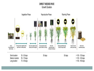 Solar Rice Solar radiation in rice ppt | PPTX