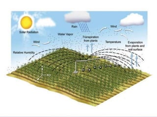 Solar Rice Solar radiation in rice ppt | PPTX