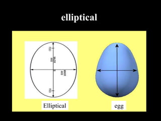 elliptical
Elliptical egg
 