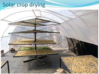 Solar crop drying
 