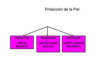 Protección de la Piel
PROTECCION
CONTRA
QUIMICOS
PROTECCION
CONTRA CALOR
EXCESIVO
PROTECCION
CONTRA AGENTES
MECANICOS
 