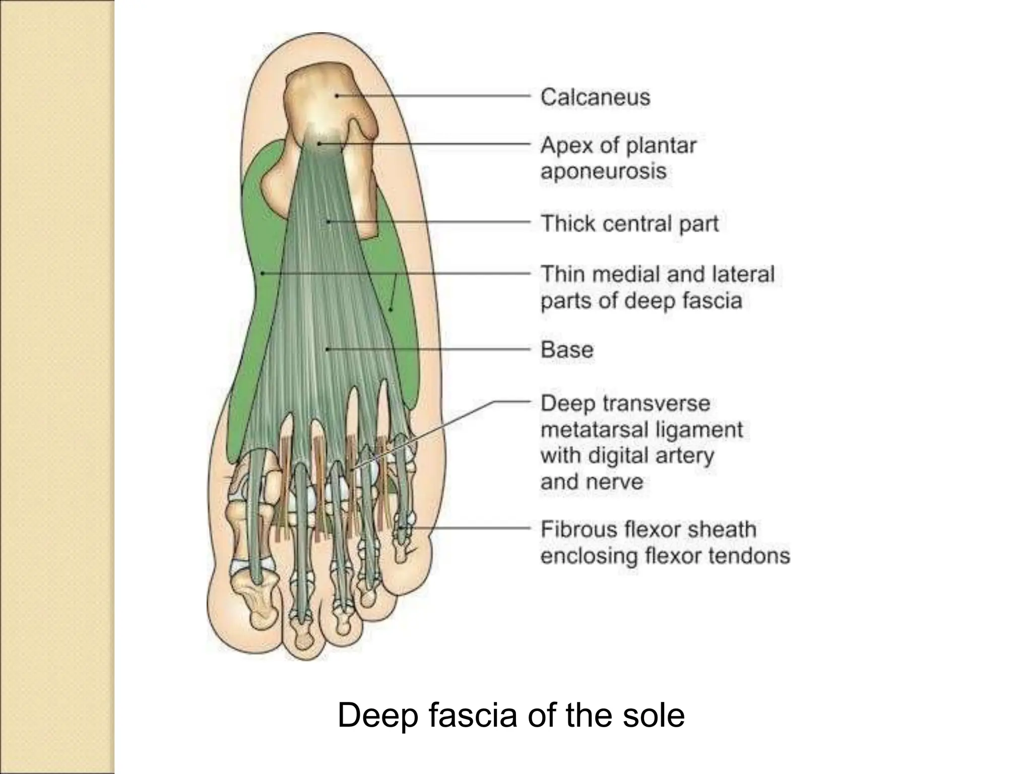Sole Structure Gross anatomy and four Layers of sole,Applied aspect | PPT
