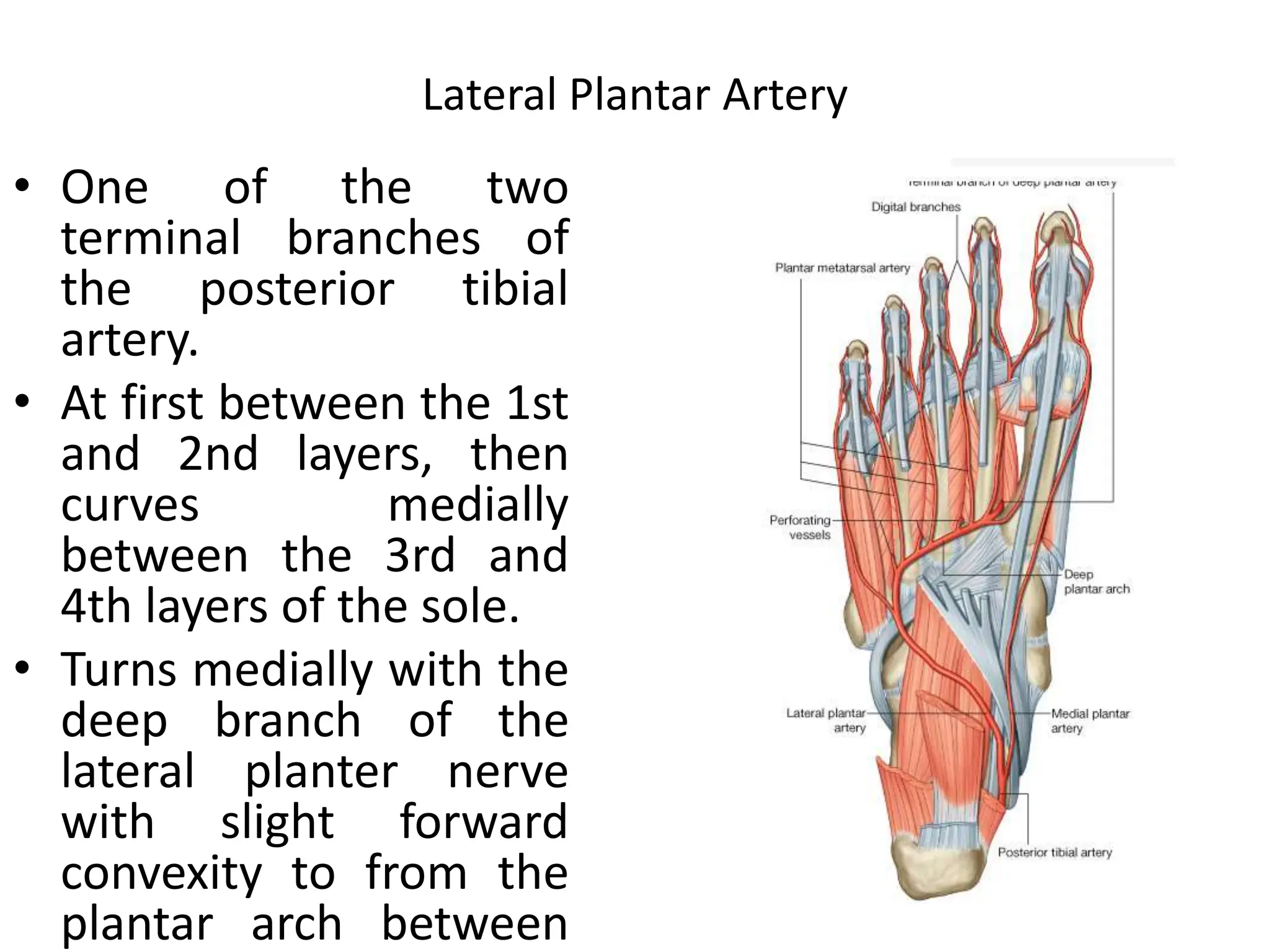 sole of foot.pptx