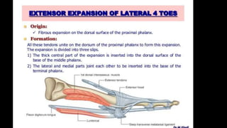 First Toe Extensor Hood Sole of foot soft tissue and muscles | PPTX