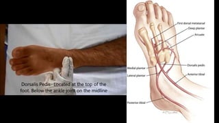 Sulcus In Foot Sole of foot soft tissue and muscles | PPTX