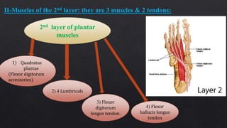 Muscle Anatomy Of The Plantar Foot Everything You Need To, 54% OFF