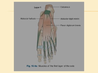 Sole Of Foot Final.pptx