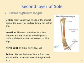 Sole Of Foot Final.pptx