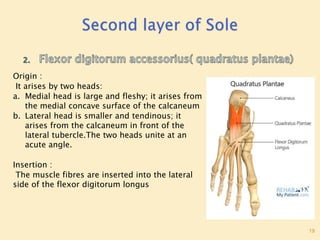Sole Of Foot Final.pptx