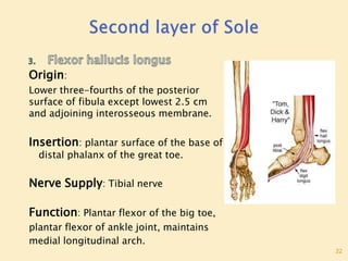 Sole Of Foot Final.pptx
