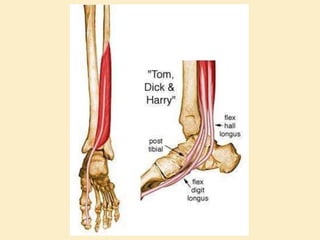 Sole Of Foot Final.pptx