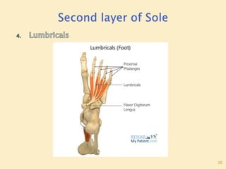 Sole Of Foot Final.pptx