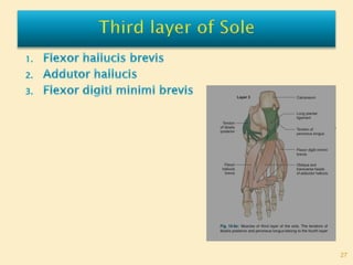 Sole Of Foot Final.pptx