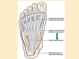 Sole Structure Sole Of Foot Final.pptx