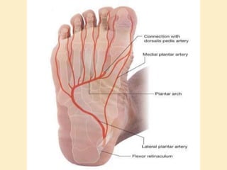 Sole Of Foot Final.pptx