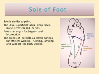 1
Sole is similar to palm.
The Skin, superficial fascia, deep fascia,
muscle, vessels and nerves.
Foot is an organ for Support and
locomotion.
The arches of foot help as elastic springs
for efficient walking, running, jumping
and support the body weight.
 