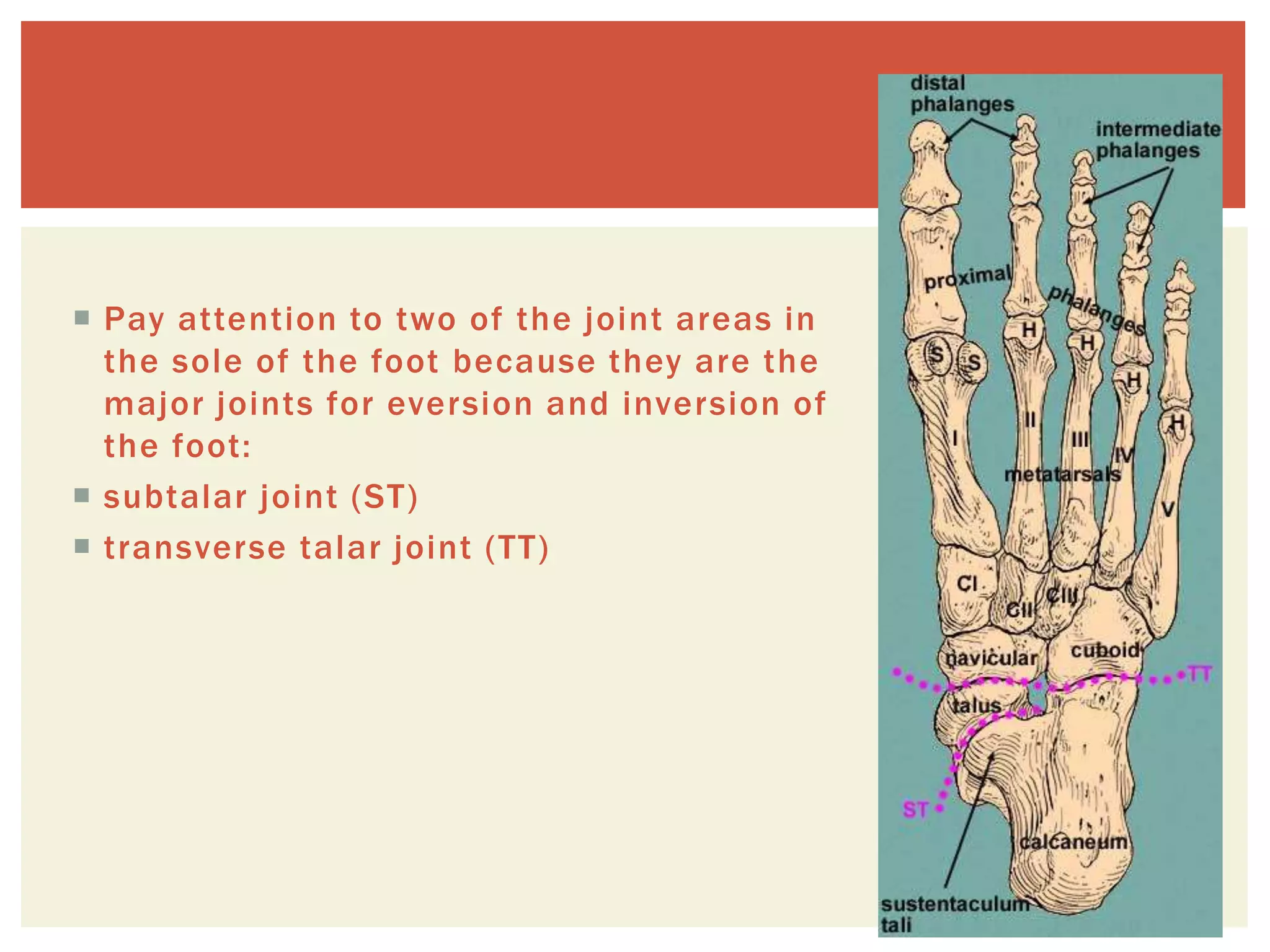 Sole of the foot | PPTX
