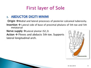 Origin Medial and lateral processes of posterior calcaneal tuberosity.
Insertion  Lateral side of base of proximal phalanx of 5th toe and 5th
metatarsal
Nerve supply Lateral plantar (S2,3)
Action  Flexes and abducts 5th toe. Supports
lateral longitudinal arch.
11
01/02/2019
 