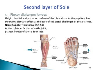 Origin: Medial and posterior surface of the tibia, distal to the popliteal line.
Insertion: plantar surface at the base of the distal phalanges of the 2-5 toes.
Nerve Supply: Tibial nerve (S2, S3)
Action: plantar flexion of ankle joint,
plantar flexion of lateral four toes.
13
01/02/2019
 