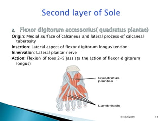 Origin: Medial surface of calcaneus and lateral process of calcaneal
tuberosity
Insertion: Lateral aspect of flexor digitorum longus tendon.
Innervation: Lateral plantar nerve
Action: Flexion of toes 2-5 (assists the action of flexor digitorum
longus)
14
01/02/2019
 
