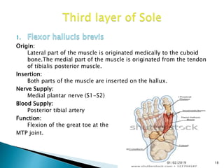 Origin:
Lateral part of the muscle is originated medically to the cuboid
bone.The medial part of the muscle is originated from the tendon
of tibialis posterior muscle.
Insertion:
Both parts of the muscle are inserted on the hallux.
Nerve Supply:
Medial plantar nerve (S1-S2)
Blood Supply:
Posterior tibial artery
Function:
Flexion of the great toe at the
MTP joint.
18
01/02/2019
 
