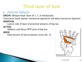 ORIGIN: Oblique head: base of 2, 3, 4 metatarsals.
Transverse head: plantar metatarsal ligaments and deep transverse ligament
INSERTION
Lateral side of base of proximal phalanx of big toe.
ACTION
Adducts and flexes MTP joint of big toe.
NERVE
Deep branch of lateral plantar nerve (S2, 3)
19
01/02/2019
 