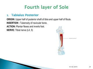 ORIGIN: Upper half of posterior shaft of tibia and upper half of fibula.
INSERTION : Tuberosity of navicular bone.
ACTION: Plantar flexes and inverts foot.
NERVE: Tibial nerve (L4, 5)
24
01/02/2019
 