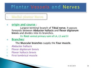  origin and course :
Largest terminal branch of Tibial nerve. It passes
forwards between Abductor hallucis and flexor digitorum
brevis and divides into its branches.
Its Root ventral primary rami of L4, L5 and S1
 Branches:
The Muscular branches supply the Four muscle.
1. Abductor hallucis
2. Flexor digitorum brevis
3. Flexor hallucis brevis
4. First lumbrical muscle
26
01/02/2019
 