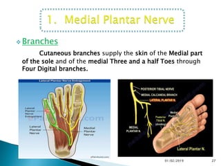  Branches
Cutaneous branches supply the skin of the Medial part
of the sole and of the medial Three and a half Toes through
Four Digital branches.
27
01/02/2019
 