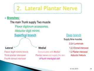  Branches:
The main Trunk supply Two muscle
Flexor digitorum accessories.
Abductor digiti minimi.
Superfical branch Deep branch
Supply Nine muscles,
2,3,4 Lumbricals
Lateral Medial 1,2,3 Dorsal interossei
Flexor digiti minimi brevis Comunicates with Medial 1,2 Plantar interossei
Third plantar interossei Plantar nerve and supply the skin Adductor Hallucis
Fourth dorsal interissei of fourth interdigital cleft
29
01/02/2019
 