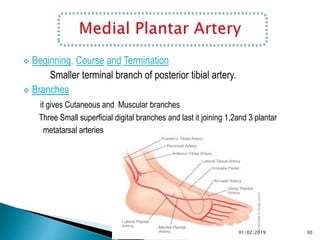  Beginning, Course and Termination
Smaller terminal branch of posterior tibial artery.
 Branches
it gives Cutaneous and Muscular branches
Three Small superficial digital branches and last it joining 1,2and 3 plantar
metatarsal arteries
30
01/02/2019
 